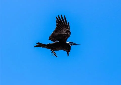 Diving Raven Foto stock