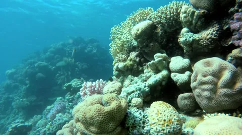 Diving in the Red sea. Exotic corals and tropical fish. Stock Footage 60704710