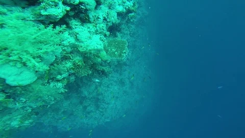 Diving in the red sea. 動画素材 70473922
