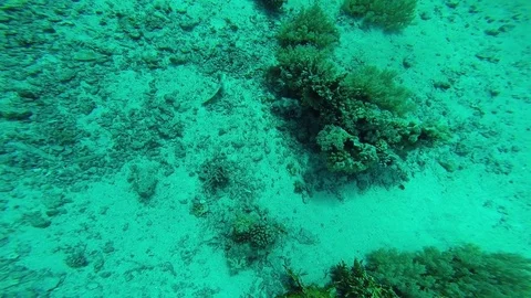 Diving in the red sea. Video stock 70489226