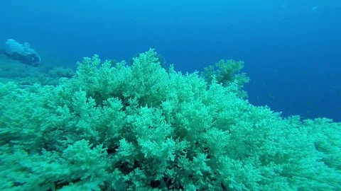 Diving in the red sea. 스톡 동영상 70489310