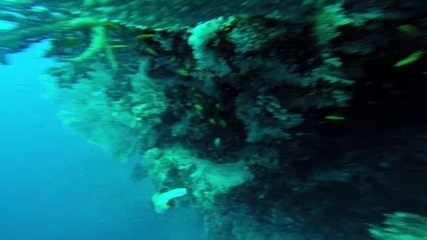 Diving in the red sea. Stock Footage 70508539