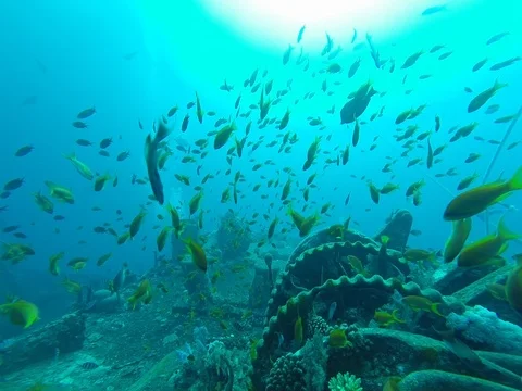 Diving in the red sea. Stock Footage 73513846