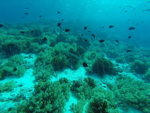 Diving in the red sea. Stock Footage 73514237