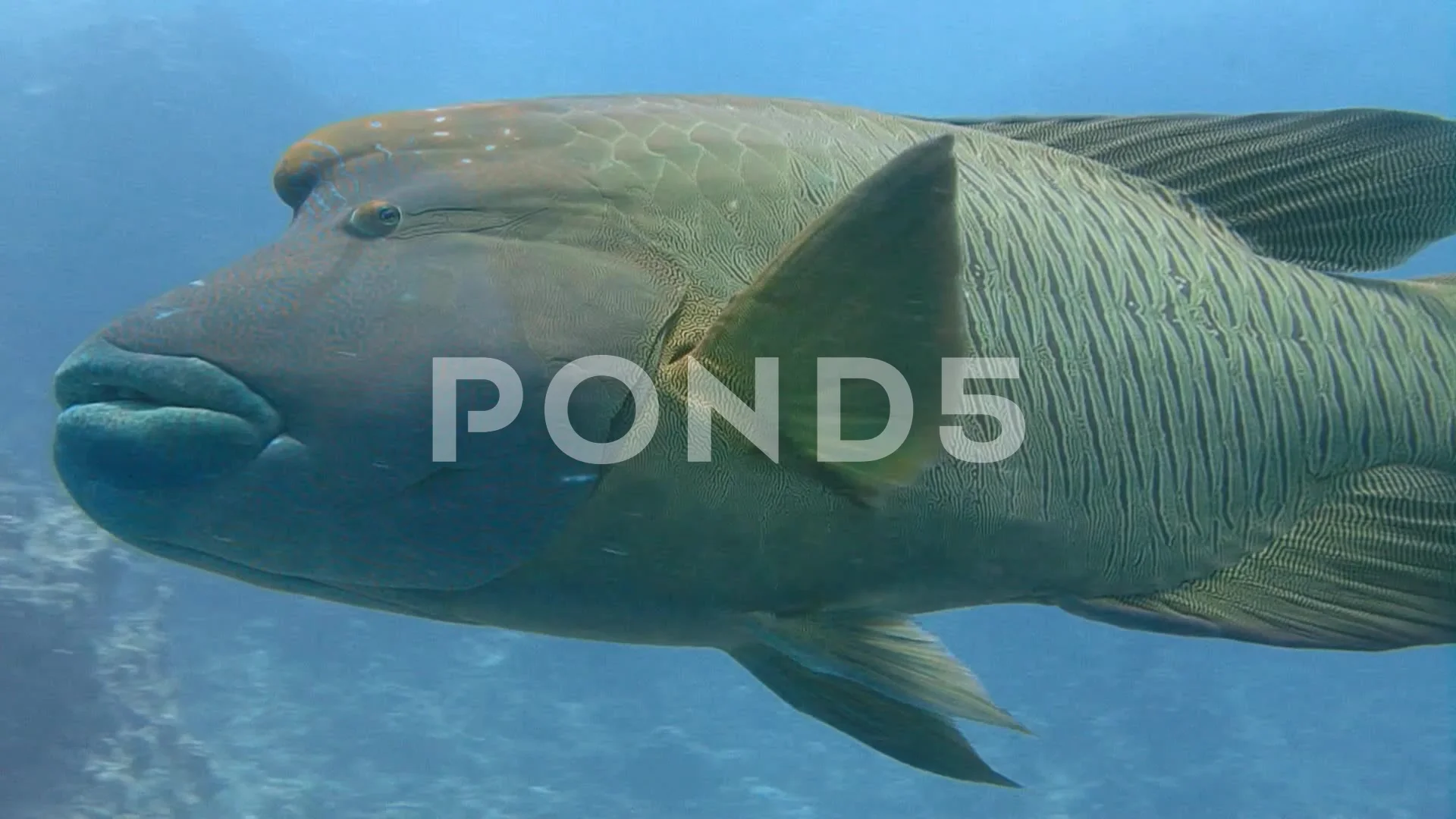 Diving in the sea Egypt. Dive w... | Stock Video | Pond5