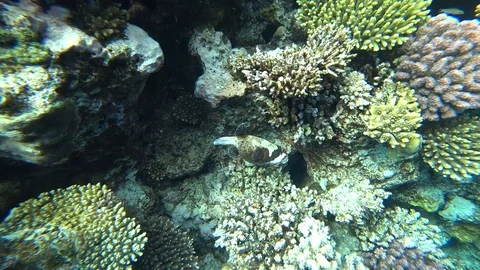 Diving in the Red sea. Posing the puffer fish over colorful coral reef. Video stock 88802618