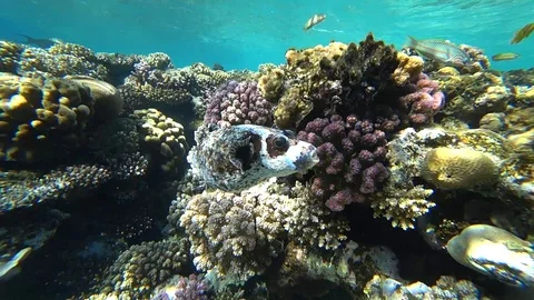 Diving in the Red sea. Posing the puffer fish over colorful coral reef. Video stock 89158013