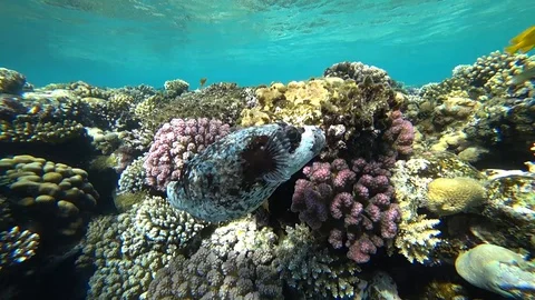 Diving in the Red sea. Posing the puffer fish over colorful coral reef. Stock Footage 89216336