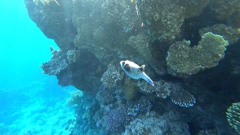 Diving in the Red sea. Posing the puffer fish over colorful coral reef. Stock Footage 89258602