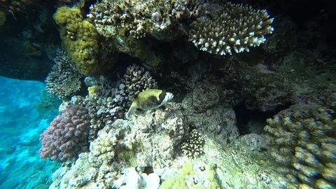 Diving in the Red sea. Posing the puffer fish over colorful coral reef. Stock Footage 89258660