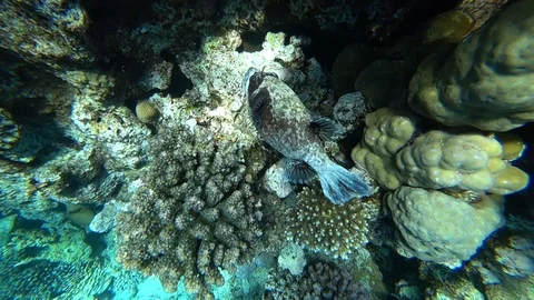 Diving in the Red sea. Posing the puffer fish over colorful coral reef. Stock Footage 89287568
