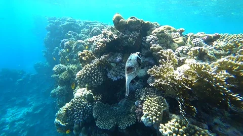 Diving in the Red sea. Posing the puffer fish over colorful coral reef. Stock Footage 89319666