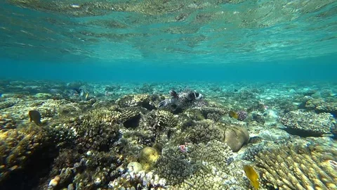 Diving in the Red sea. Posing the puffer fish over colorful coral reef. Stock Footage 89319677