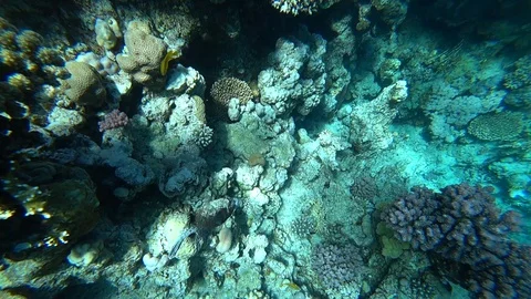 Diving in the Red sea. Posing the puffer fish over colorful coral reef. Stock Footage 89408874