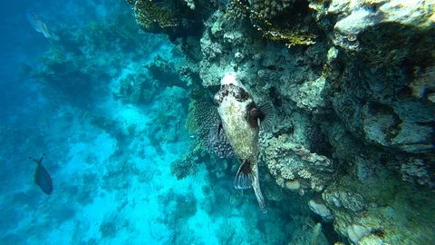 Diving in the Red sea. Posing the puffer fish over colorful coral reef. Stock Footage 93788712