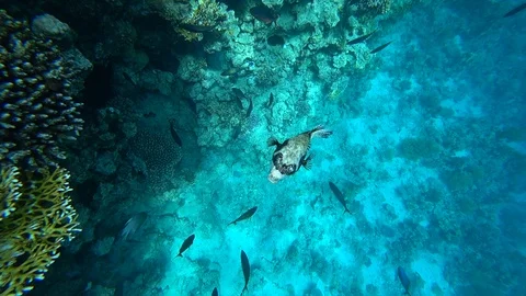 Diving in the Red sea. Posing the puffer fish over colorful coral reef. Stock Footage 93871909