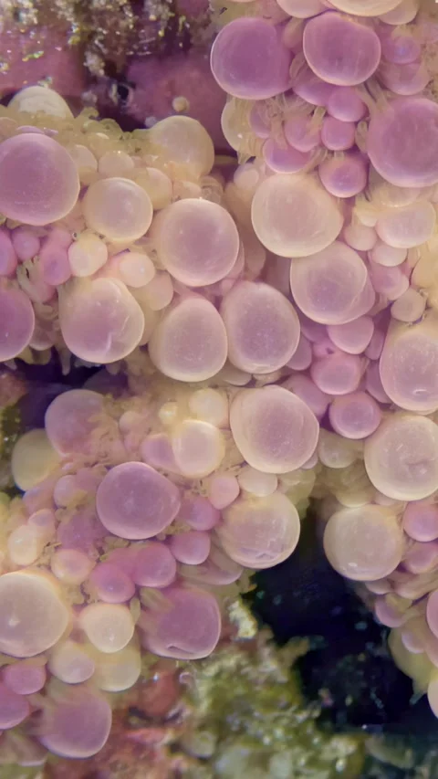 Diving in the Red Sea reveals bubble coral in the late afternoon Stock Footage 311859657