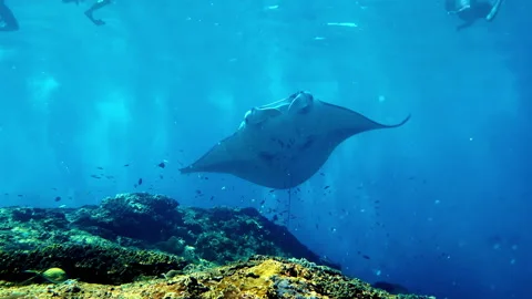 Diving with Reef Manta Ray Over Coral Reef in Bali Stock Footage 330987137
