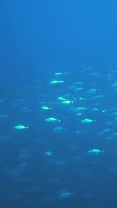 Diving into a school of fish in beautiful Maldives Stock Footage 320386903