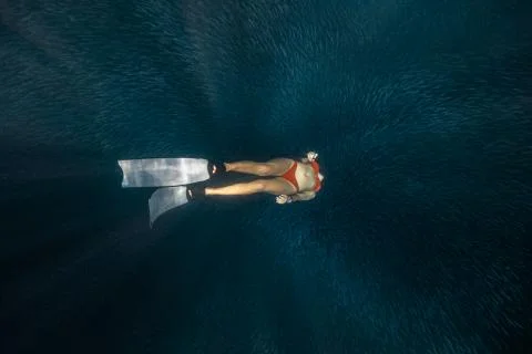 Diving with school of fish Foto stock