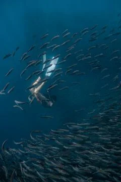 Diving with school of fish Stock Photos