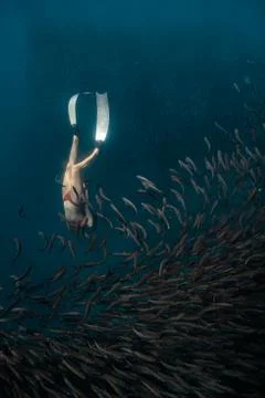 Diving with school of fish Stock Photos