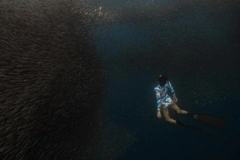 Diving with school of fish Foto stock