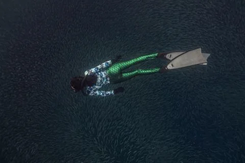 Diving with school of fish Foto stock