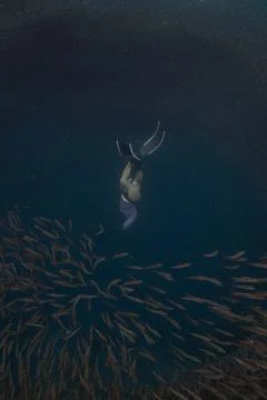 Diving with school of fish Stock Photos