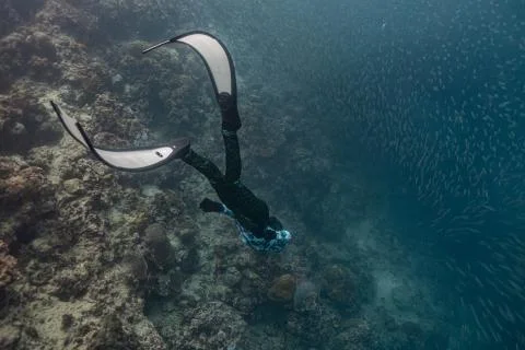 Diving with school of fish Stock Photos
