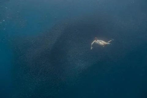 Diving with school of fish Stock Photos