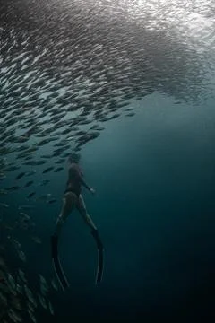 Diving with school of fish Stock Photos