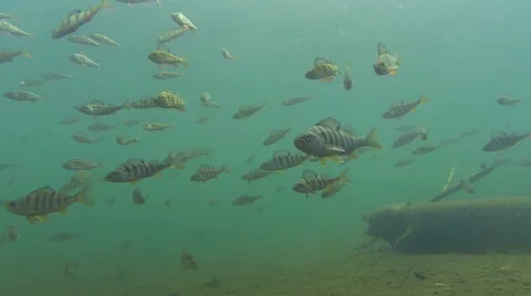 Diving with a school of  large perch fish Stock Footage 45199318
