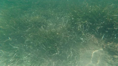 Diving Into The Sea Stock Footage 157756238