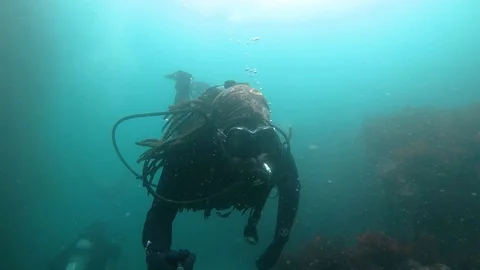 Diving with Sea Leons Underwater Video stock 129150538