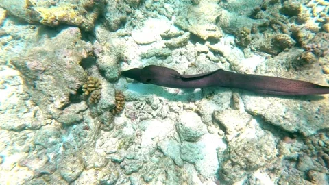 Diving in the sea maldives monk fish manta ray Stock Footage 203978286