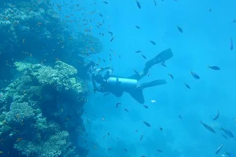 Diving in the sea Stock Photos