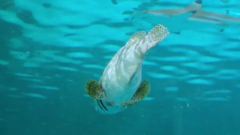 Diving sea turtle coral reef underwater ocean habitat close-up view marine life Stock Footage 333821899