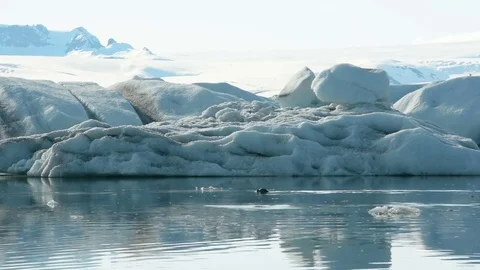 Diving seal Stock Footage 72441495