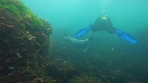 Diving with Seals Video stock 225281304
