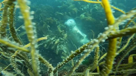 Diving with seals Video stock 225304469