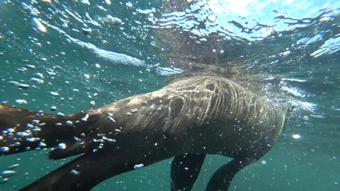 Diving with seals at Hout bay, Cape Town Stock Footage