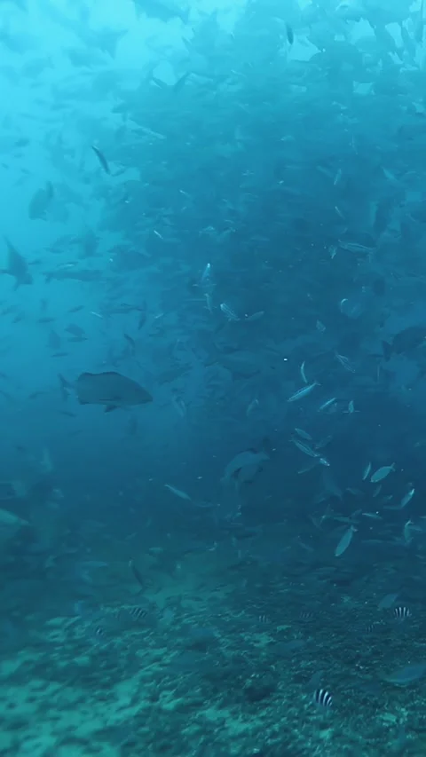 Diving into serenity exploring vast school of fish in Fiji 库存影片 320795275