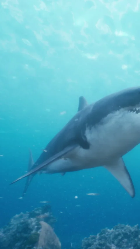 Diving with a shark in clear waters during a sunny day Stock Footage 337927341