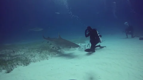 Diving with shark underwater on sandy bottom of Tiger Beach Bahamas. 動画素材 83122600