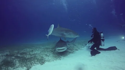 Diving with shark underwater on sandy bottom of Tiger Beach Bahamas. 動画素材 83123127