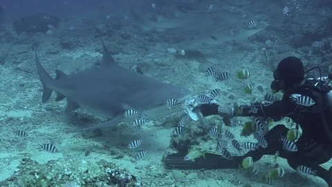 Diving with sharks and feeding Gray bull sharks underwater ocean of Tonga. Video stock 110924442