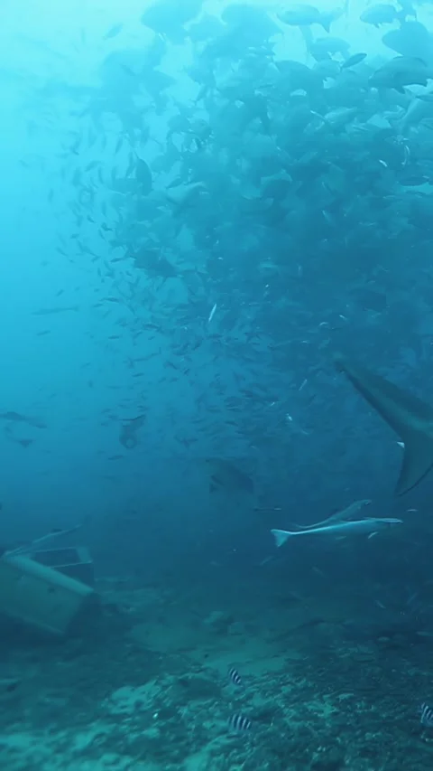 Diving with sharks and schools of fish in pristine waters of Fiji Stock Footage 317280139