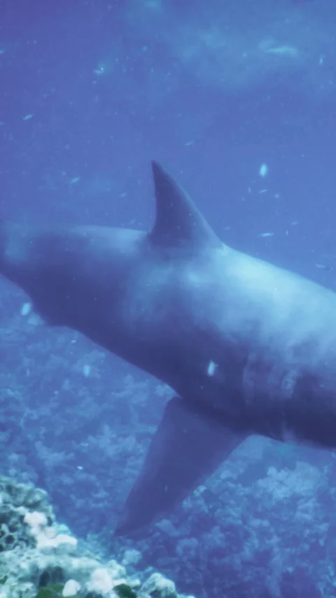 Diving with sharks in a deep blue ocean environment during daylight Stock Footage 337927215