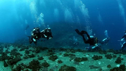 Diving with sharks in school of fish in underwater marine wildlife of Fiji. 库存影片 117573140